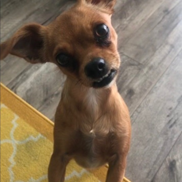 Meet Your Posher, Michelle 💖🦋☀️ - Picture 2 of 7